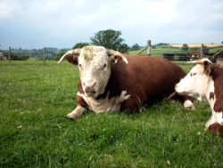 Tedstone Traditional Hereford Beef